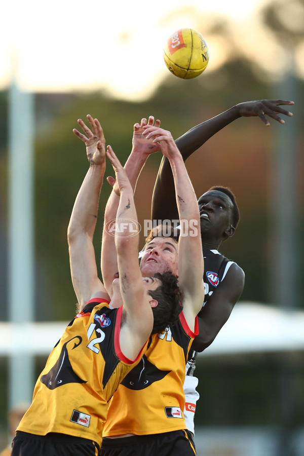 Coates Talent League Boys 2023 - Dandenong v GWV Rebels - A-18803903