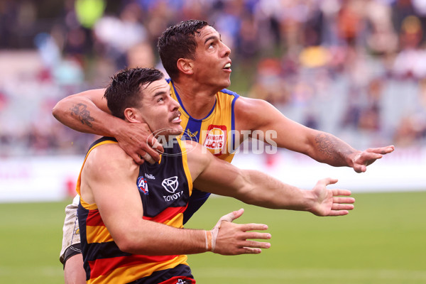 AFL 2022 Round 12 - Adelaide v West Coast - 956647