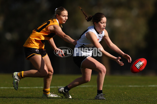 Coates Talent League Girls 2023 - Northern Knights v Dandenong Stingrays - A-41167367