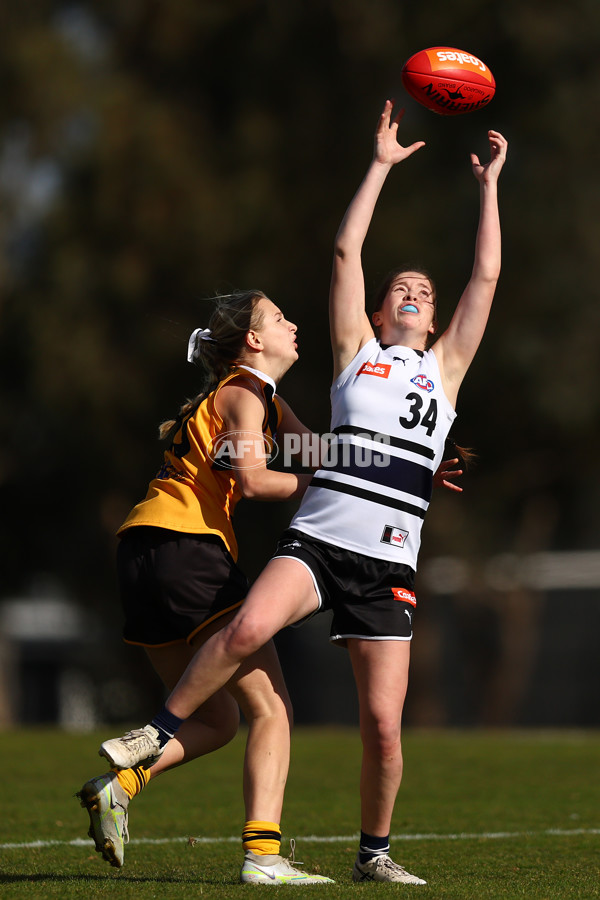 Coates Talent League Girls 2023 - Northern Knights v Dandenong Stingrays - A-41168745