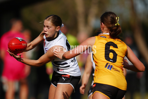 Coates Talent League Girls 2023 - Northern Knights v Dandenong Stingrays - A-41168784