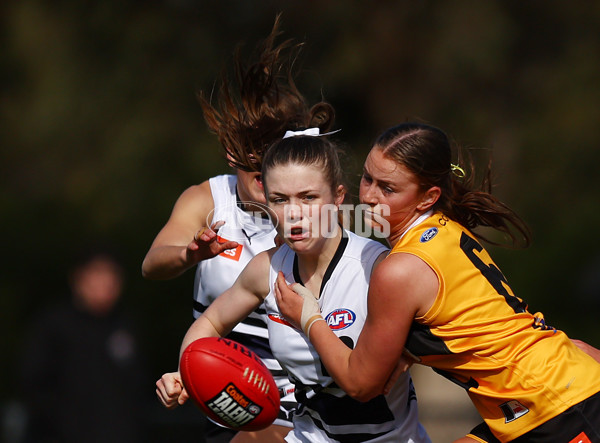 Coates Talent League Girls 2023 - Northern Knights v Dandenong Stingrays - A-41168792