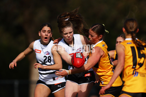 Coates Talent League Girls 2023 - Northern Knights v Dandenong Stingrays - A-41175297