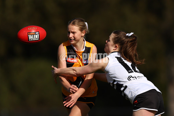 Coates Talent League Girls 2023 - Northern Knights v Dandenong Stingrays - A-41176770