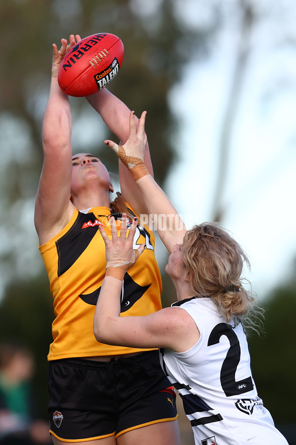 Coates Talent League Girls 2023 - Northern Knights v Dandenong Stingrays - A-41178612