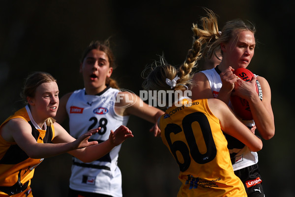 Coates Talent League Girls 2023 - Northern Knights v Dandenong Stingrays - A-41178625