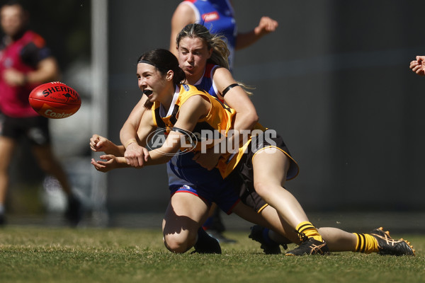 Coates League Girls 2023 - Dandenong Stingrays v Oakleigh Chargers - A-43182833