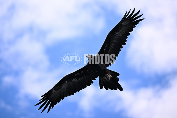 AFL 2024 Round 05 - West Coast v Richmond - A-47218543