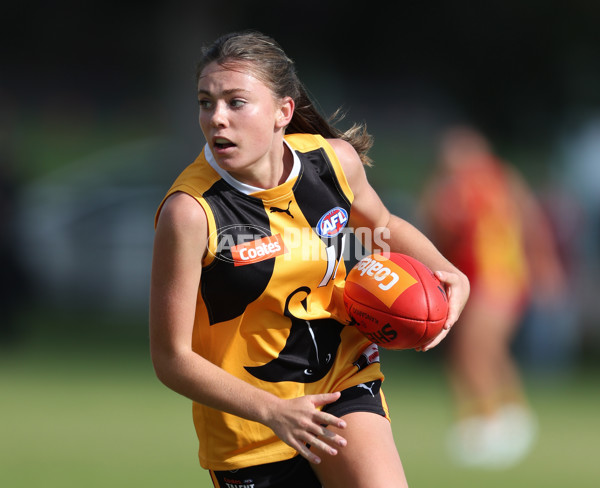 Coates League Girls 2024 Round 05 - Dandenong v Gold Coast SUNS Academy - A-48785028