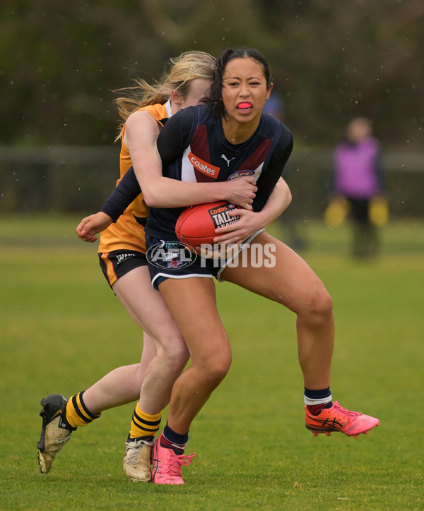 Coates League Girls 2024 - Sandringham v Dandenong - A-51980006