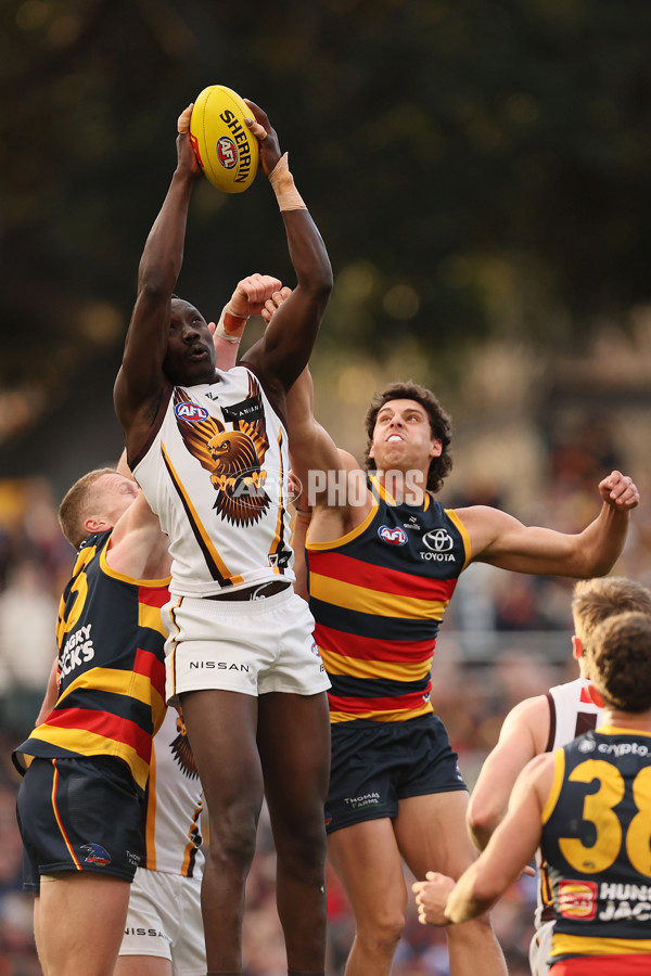 AFL 2024 Round 20 - Adelaide v Hawthorn - A-52238495