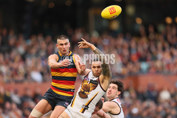 AFL 2024 Round 20 - Adelaide v Hawthorn - A-52238927