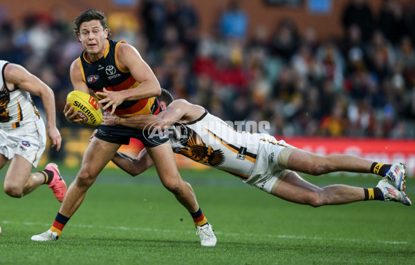 AFL 2024 Round 20 - Adelaide v Hawthorn - A-52241834