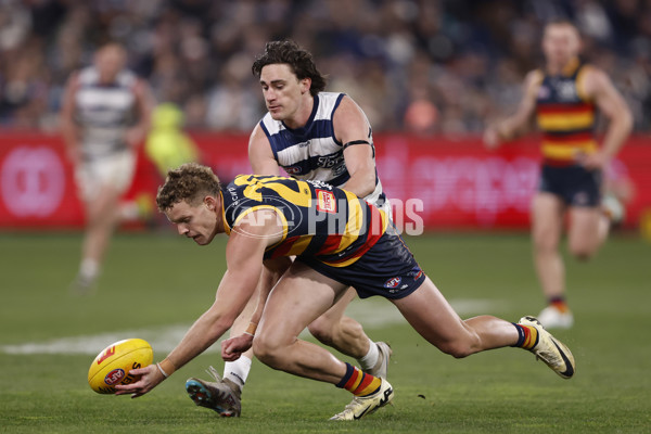 AFL 2024 Round 21 - Geelong v Adelaide - A-52509567