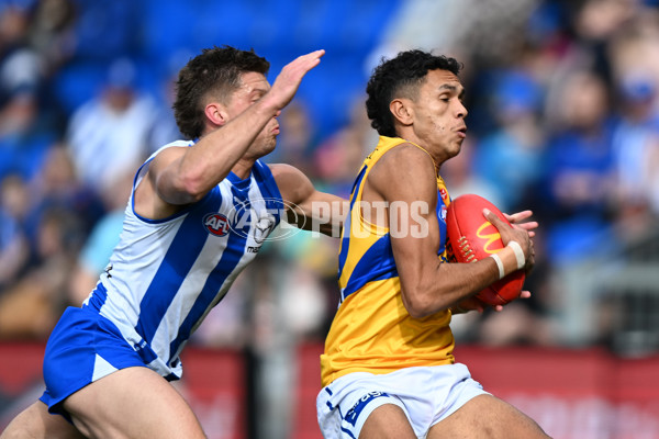 AFL 2024 Round 22 - North Melbourne v West Coast - A-52638769