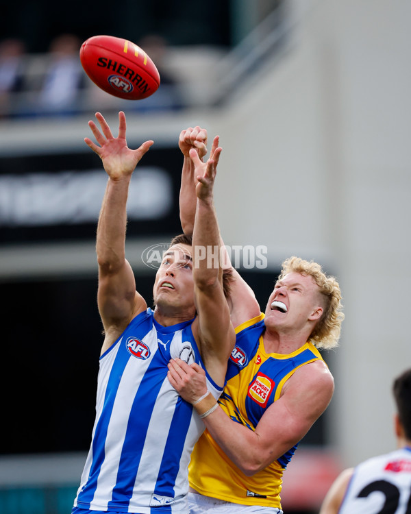 AFL 2024 Round 22 - North Melbourne v West Coast - A-52655444