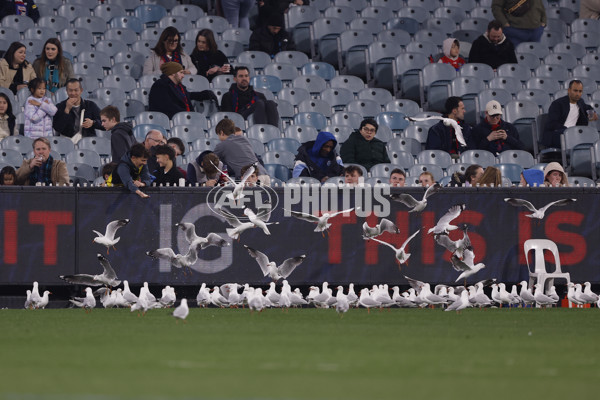 AFL 2024 Round 22 - Melbourne v Port Adelaide - A-52675610