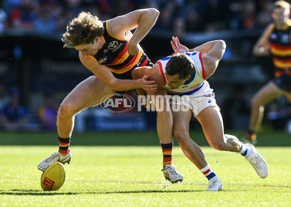 AFL 2024 Round 22 - Adelaide v Western Bulldogs - A-52705086