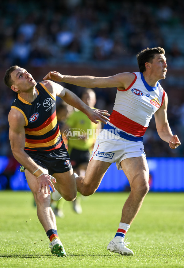 AFL 2024 Round 22 - Adelaide v Western Bulldogs - A-52706865