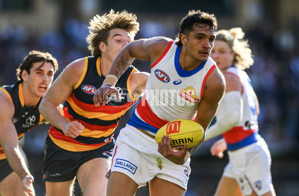 AFL 2024 Round 22 - Adelaide v Western Bulldogs - A-52708016