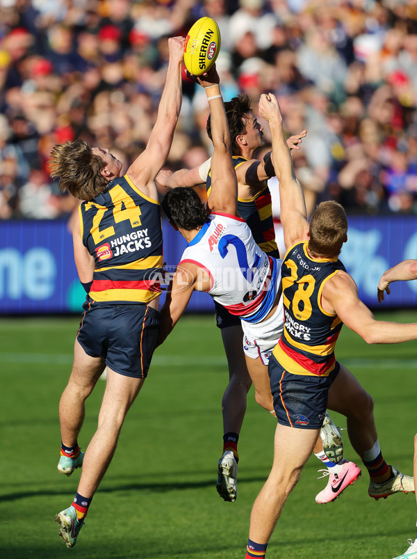 AFL 2024 Round 22 - Adelaide v Western Bulldogs - A-52709361