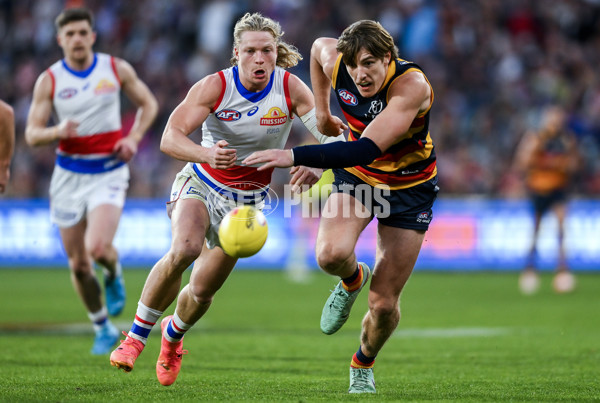 AFL 2024 Round 22 - Adelaide v Western Bulldogs - A-52719529