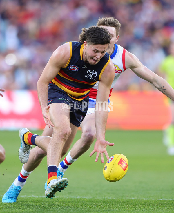 AFL 2024 Round 22 - Adelaide v Western Bulldogs - A-52719542