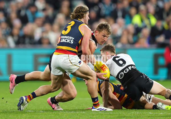 AFL 2024 Round 23 - Port Adelaide v Adelaide - A-53091242