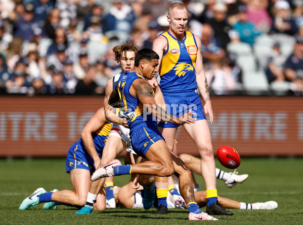 AFL 2024 Round 24 - Geelong v West Coast - A-53338567