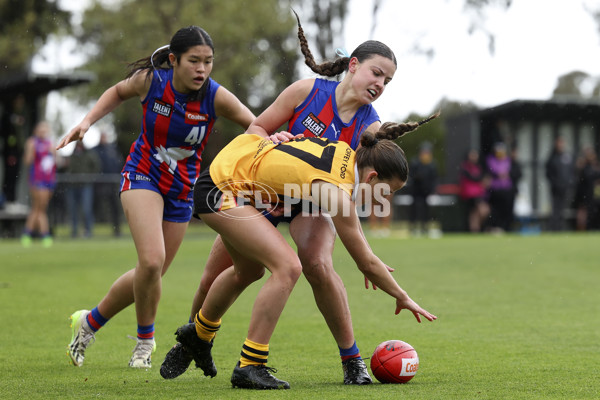 Coates League Girls 2024 First Preliminary Final - Oakleigh v Dandenong - A-54031367