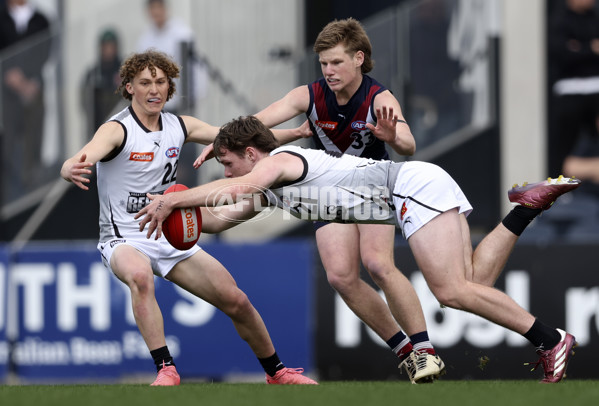 Coates League Boys 2024 Grand Final - Sandringham Dragons v GWV Rebels - A-54194815