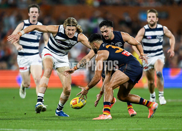 AFL 2025 Round 05 - Adelaide v Geelong - A-58500969