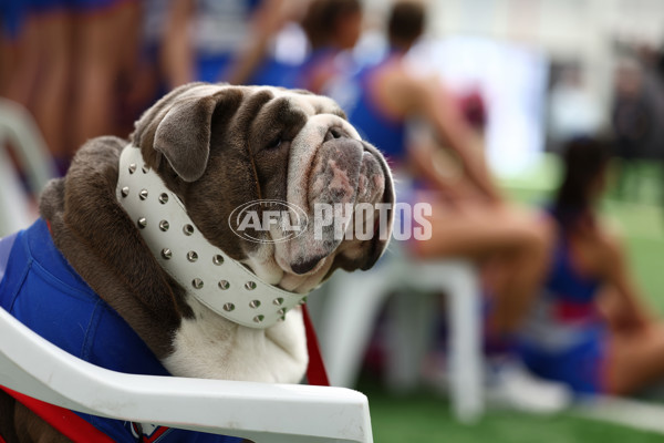 AFLW 2025 Media - Western Bulldogs Team Photo Day - A-60322292