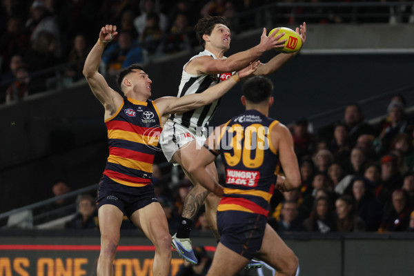 AFL 2025 Round 23 - Adelaide v Collingwood - A-61435073