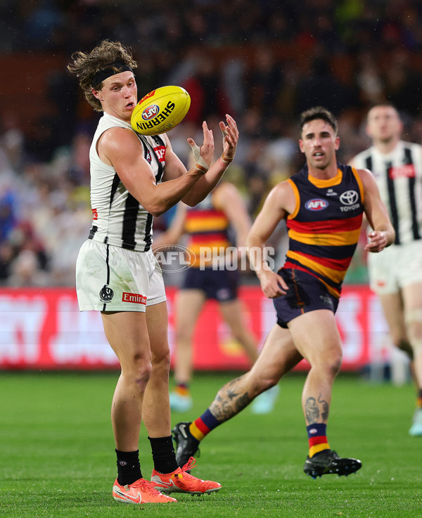 AFL 2025 Round 23 - Adelaide v Collingwood - A-61442412