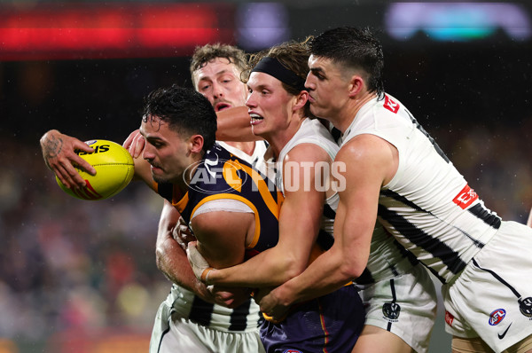 AFL 2025 Round 23 - Adelaide v Collingwood - A-61442423