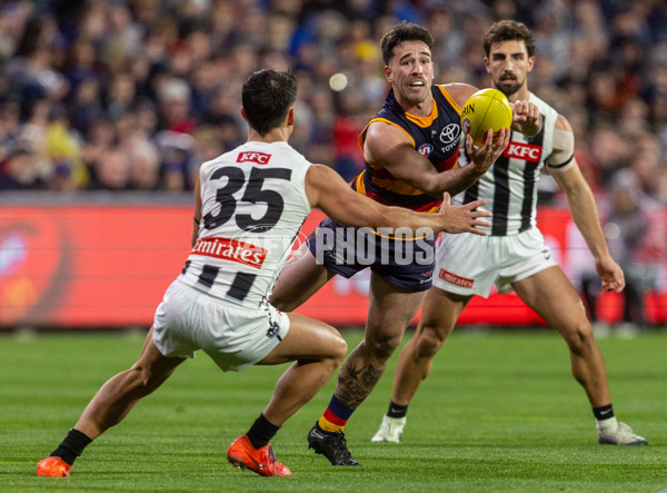 AFL 2025 Round 23 - Adelaide v Collingwood - A-61447816