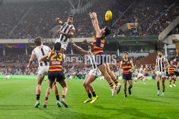 AFL 2025 Round 23 - Adelaide v Collingwood - A-61453242