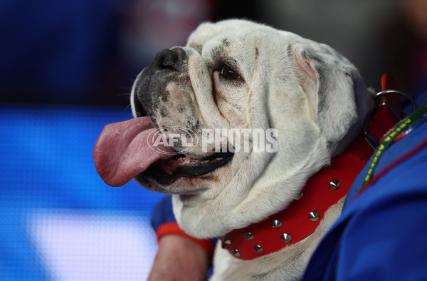 AFL 2025 Round 24 - Western Bulldogs v Fremantle - A-61729121