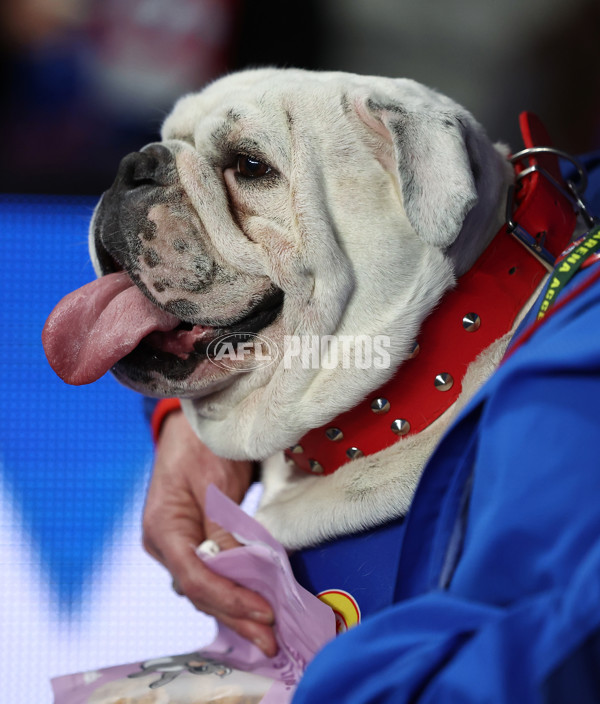 AFL 2025 Round 24 - Western Bulldogs v Fremantle - A-61729122