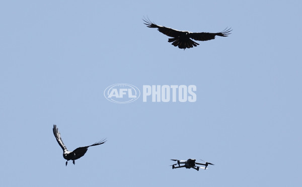 AFL 2025 Training - Richmond 141125 - A-64782196