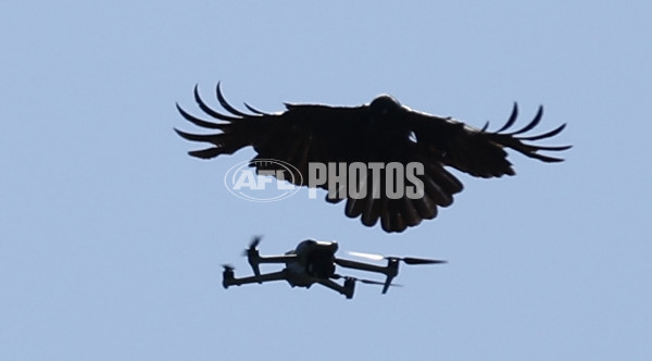 AFL 2025 Training - Richmond 141125 - A-64782480