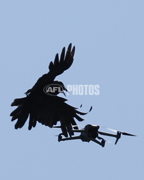 AFL 2025 Training - Richmond 141125 - A-64782481